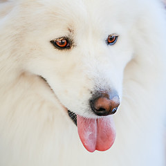 Image showing White Samoyed dog