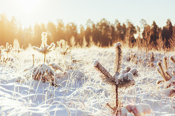 Image showing Winter Forest Landscape