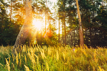 Image showing Sunset In Autumn Forest 