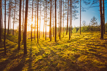 Image showing Sunset In Autumn Forest 