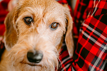 Image showing Wirehaired Dachshund Sits In Hands Of Mistress. Close Up Dog Por