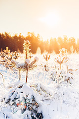 Image showing Winter Forest Landscape