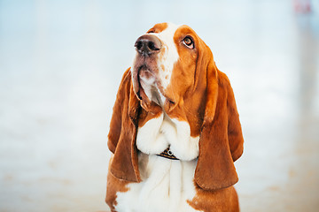 Image showing White And Brown Basset Hound Dog Close Up Portrait