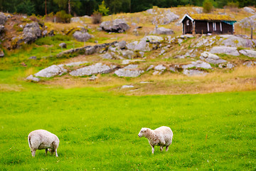 Image showing Sheeps On Pasture. Norway Landscape