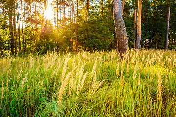 Image showing Sunset In Autumn Forest 