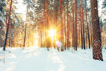 Image showing Winter Forest Landscape