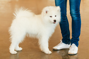 Image showing White Samoyed Dog Puppy