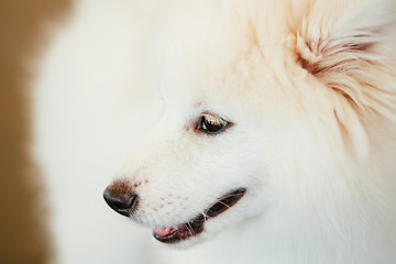 Image showing White Samoyed Dog Puppy Whelp Close Up