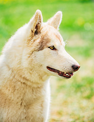 Image showing White Adult Siberian Husky Dog (Sibirsky husky) 