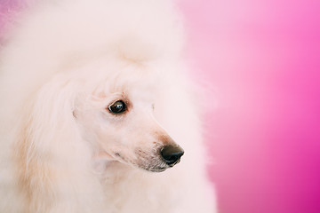 Image showing White Standard Poodle Dog Close Up Portrait