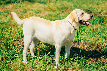 Image showing White Labrador Retriever Dog Standing On Grass