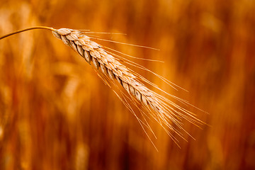 Image showing Yellow Wheat Ears Field