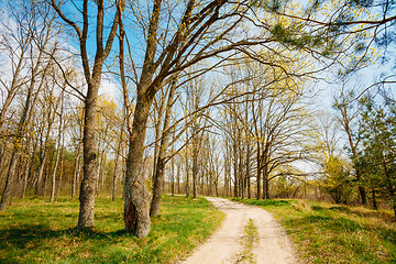 Image showing Spring Season In Park. Green Young Grass, Trees On Blue Sky Back