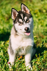 Image showing Young Happy Husky Puppy Eskimo Dog