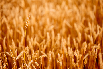 Image showing Yellow wheat ears