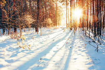 Image showing Winter Forest Landscape