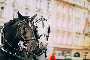 Image showing Two Horses Are Harnessed To Cart For Driving Tourists In Prague 