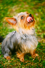 Image showing Yorkshire Terrier On Green Grass