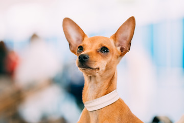 Image showing Toy Terrier Puppy Dog Close Up Portrait