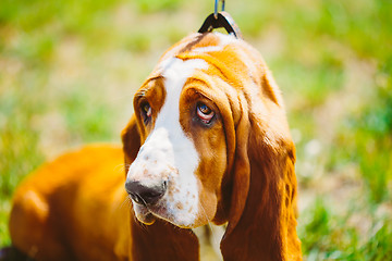 Image showing White And Brown Basset Hound Dog