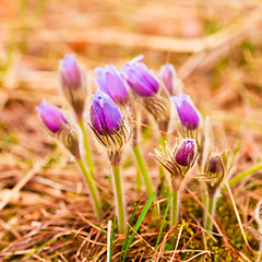 Image showing Wild Young Pasqueflower In Early Spring.  Flowers Pulsatilla Pat