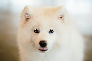 Image showing White Samoyed Dog Puppy Whelp Close Up