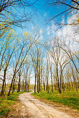 Image showing Spring Season In Park. Green Young Grass, Trees On Blue Sky Back