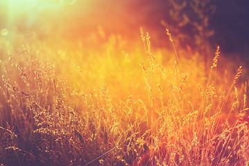 Image showing Yellow Dry Autumn Grass On Meadow. Toned Instant Photo