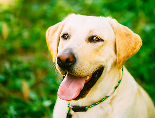 Image showing White Labrador Retriever Dog On Green Grass Background