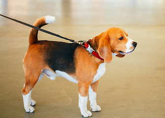 Image showing Young, Beautiful, Brown And White Beagle Dog Puppy