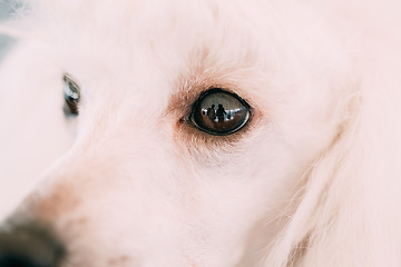 Image showing White Standard Poodle Dog Close Up Portrait