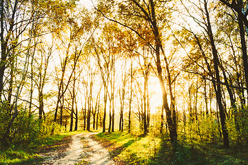 Image showing Sunlight Sunset Sunrise Woods In Forest