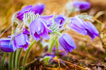 Image showing Wild Young Pasqueflower In Early Spring.  Flowers Pulsatilla Pat