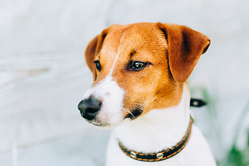 Image showing White And Brown Dog Jack Russell Terrier. Toned Instant Photo