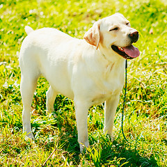 Image showing White Labrador Retriever Dog Standing On Grass