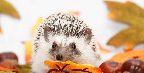 Image showing African white- bellied hedgehog