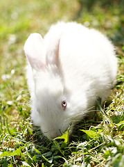 Image showing White bunny