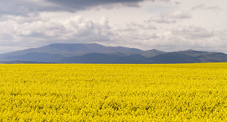 Image showing Colza field