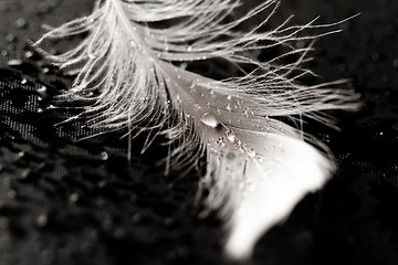 Image showing White feather with water drops