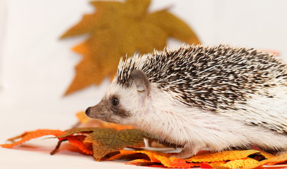 Image showing African white- bellied hedgehog