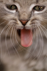 Image showing Funny cat yawning mouth full