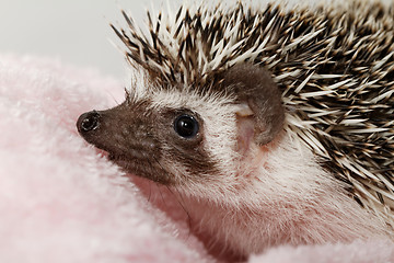 Image showing African white- bellied hedgehog