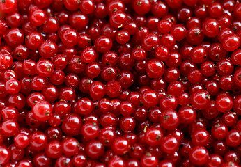 Image showing Background red currants