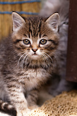 Image showing Beautiful tabby kitten