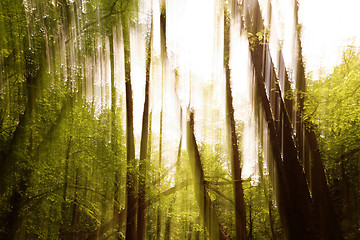 Image showing Blurred trees background