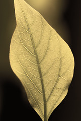 Image showing Green leaf