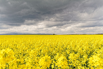 Image showing Colza field