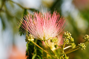 Image showing Flowers of acacia
