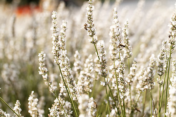 Image showing White lavender flowers