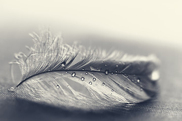 Image showing White feather with water drops